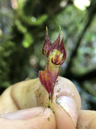 Lepanthes rhombipetala, photographed by Skjold Søndergaard