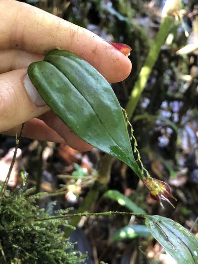 Lepanthes rhombipetala, photographed by Skjold Søndergaard