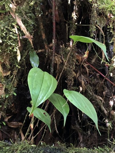 Lepanthes rhombipetala, photographed by Skjold Søndergaard
