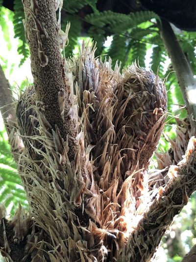 Cyathea vilhelmii, photographed by Skjold Søndergaard