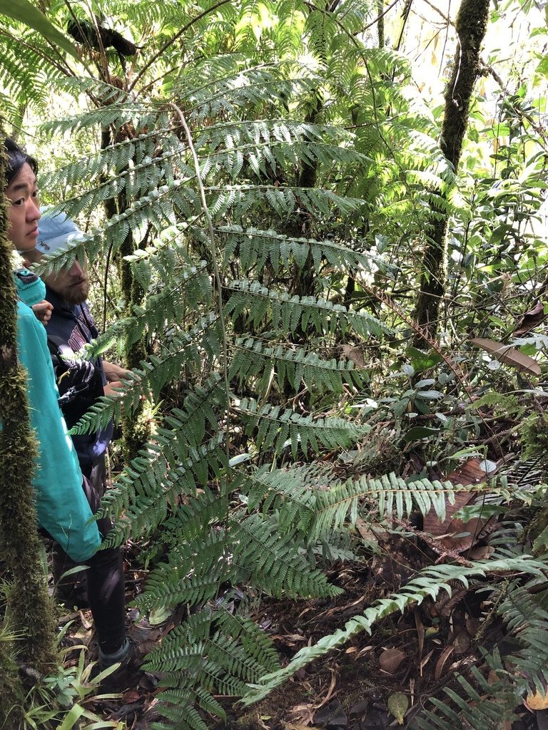 Cyathea vilhelmii, photographed by Skjold Søndergaard