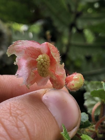 Begonia maurandiae, photographed by Skjold Søndergaard