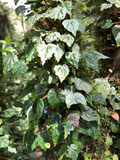 Begonia maurandiae, photographed by Skjold Søndergaard