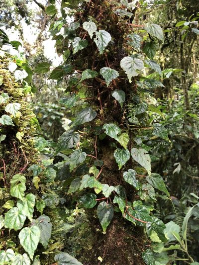 Begonia maurandiae, photographed by Skjold Søndergaard