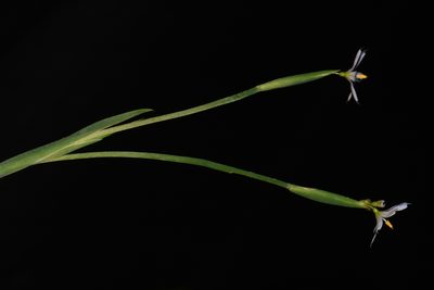 Sisyrinchium nashii, photographed by Brian Finzel