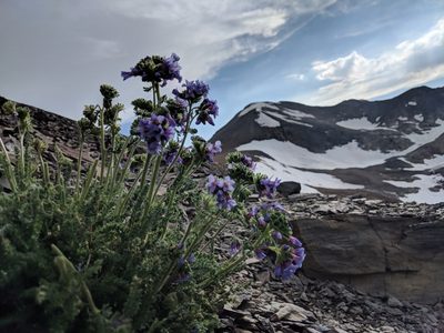 Polemonium eximium, photographed by Darrin Gobble