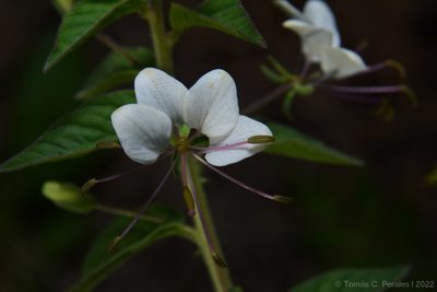 Cleome cordobensis, photographed by Tomás Carranza Perales