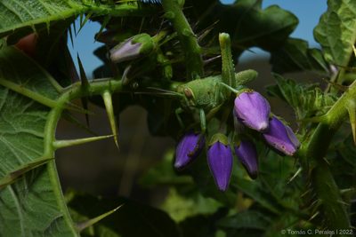 Solanum palinacanthum, photographed by Tomás Carranza Perales