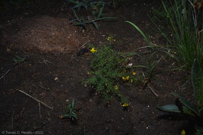 Scoparia montevidensis, photographed by Tomás Carranza Perales