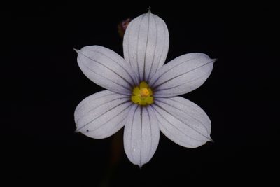 Sisyrinchium nashii, photographed by Brian Finzel