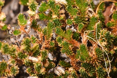 Selaginella eremophila, photographed by Trevor Van Loon