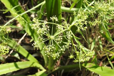 Prionosciadium nelsonii, photographed by Neptalí Ramírez Marcial