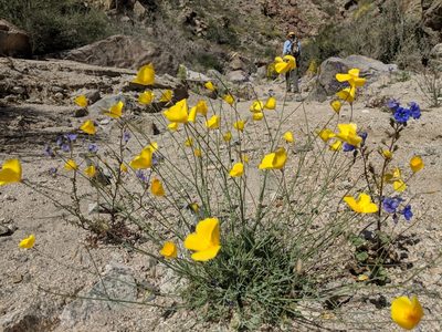 Eschscholzia papastillii, photographed by Darrin Gobble