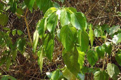 Oreopanax guatemalensis, photographed by Neptalí Ramírez Marcial