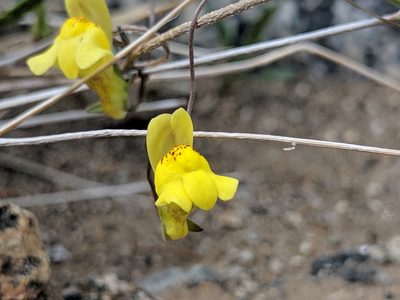 Neogaerrhinum filipes, photographed by Darrin Gobble