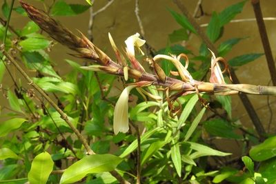 Pitcairnia recurvata, photographed by Neptalí Ramírez Marcial
