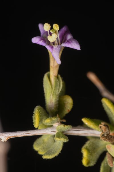 Lycium parishii, photographed by Trevor Van Loon