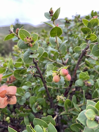Arctostaphylos pechoensis, photographed by Kristen Nelson
