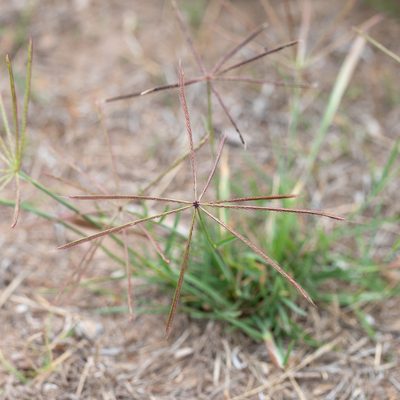 Chloris truncata, photographed by Kym Nicolson