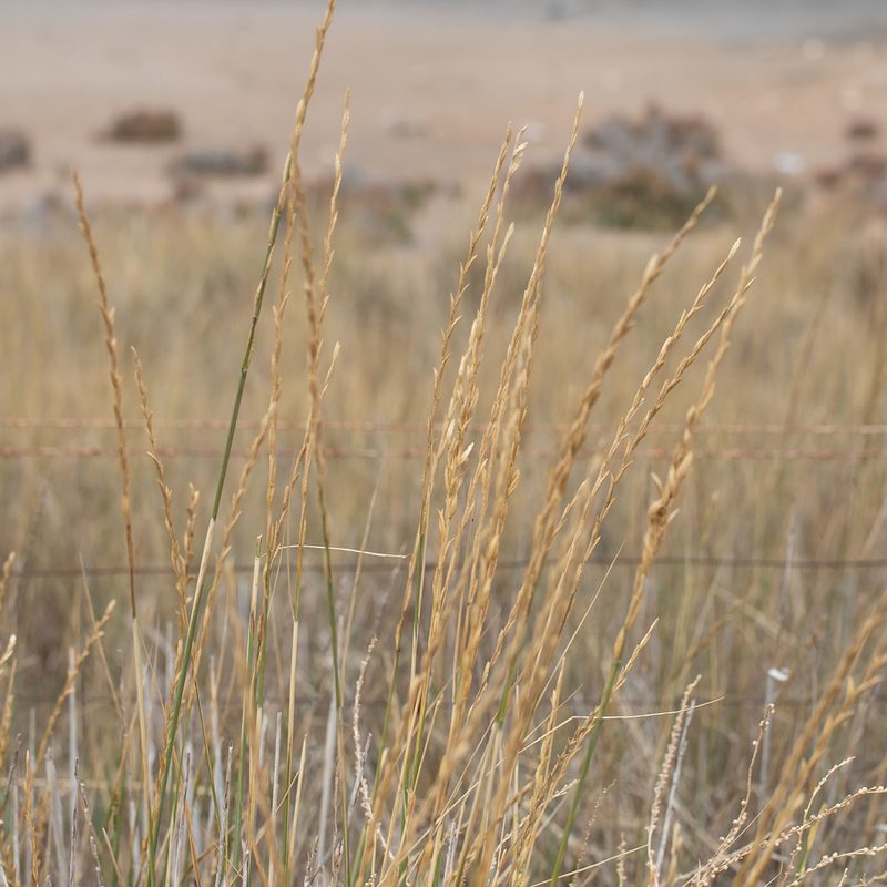 Thinopyrum obtusiflorum, photographed by Kym Nicolson