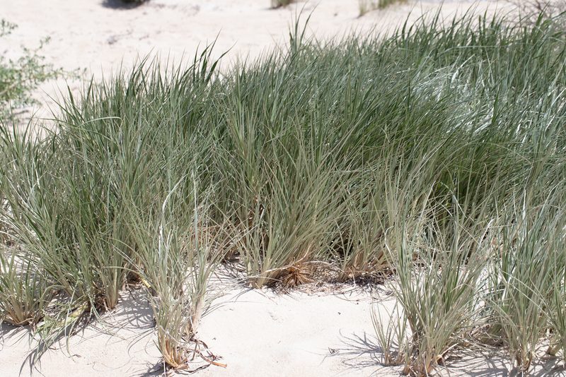 Spinifex hirsutus, photographed by Kym Nicolson