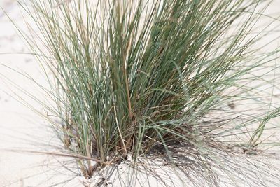 Poa poiformis, photographed by Kym Nicolson