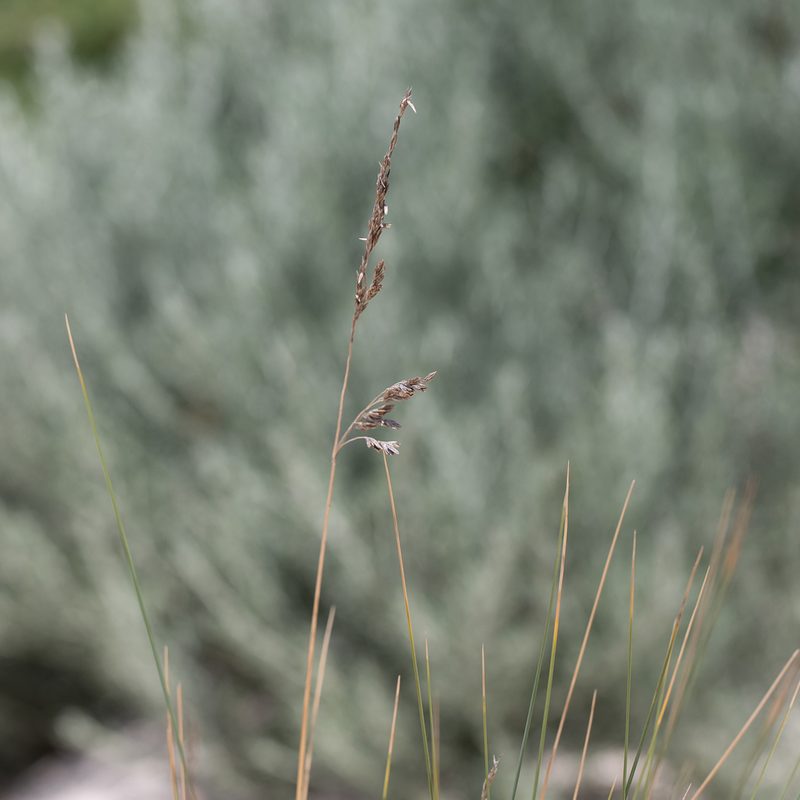 Poa poiformis, photographed by Kym Nicolson