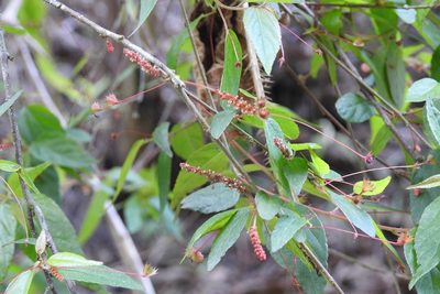 Acalypha chiapensis, photographed by Neptalí Ramírez Marcial