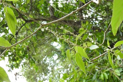 Croton mexicanus, photographed by Neptalí Ramírez Marcial