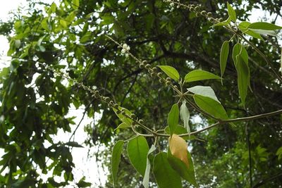 Croton mexicanus, photographed by Neptalí Ramírez Marcial
