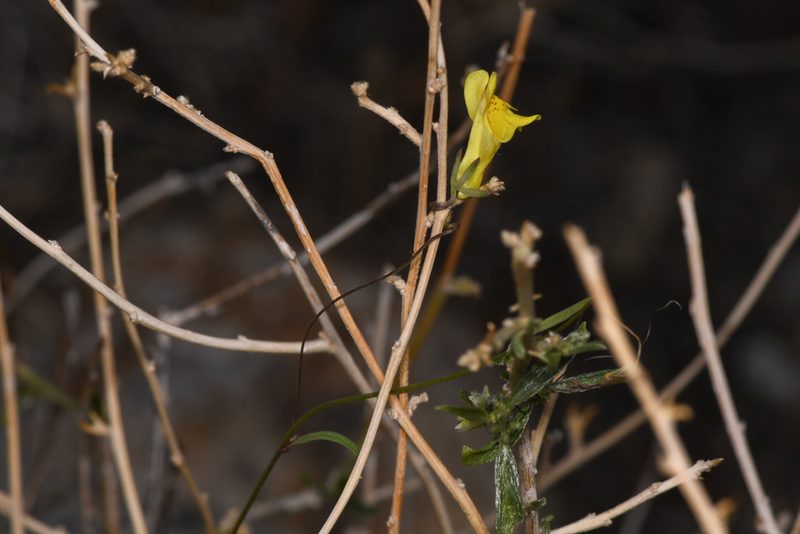 Neogaerrhinum filipes, photographed by Trevor Van Loon