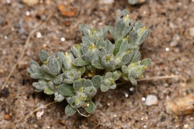 Logfia depressa, photographed by Trevor Van Loon