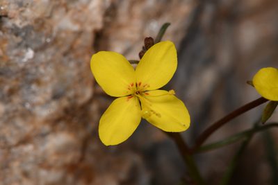 Eulobus californicus, photographed by Trevor Van Loon