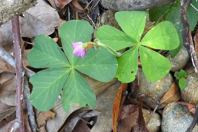 Oxalis nelsonii, photographed by Neptalí Ramírez Marcial