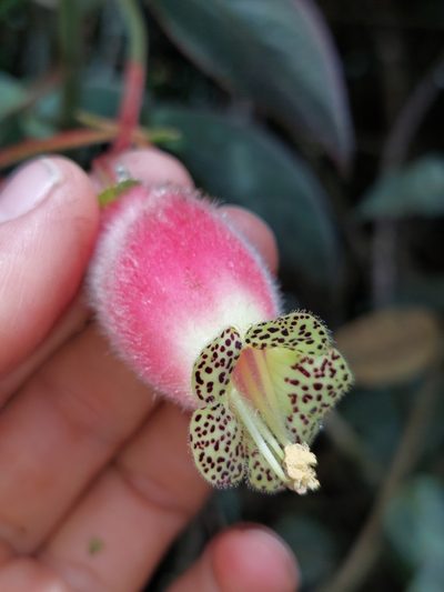 Kohleria affinis, photographed by Daniel Mesa