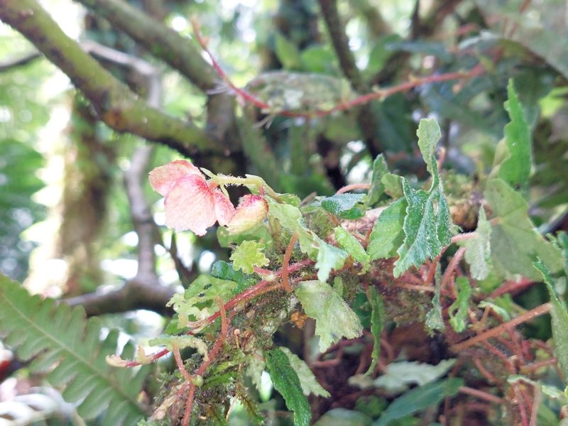 Begonia maurandiae, photographed by Daniel Mesa