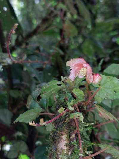 Begonia maurandiae, photographed by Daniel Mesa