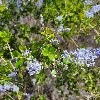 Ceanothus leucodermis, photographed by Dan Horowitz