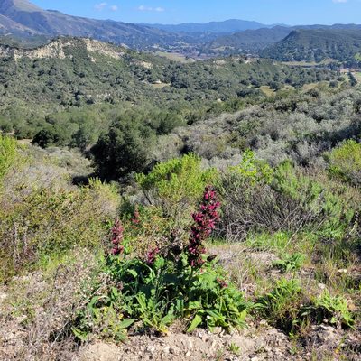 Salvia spathacea, photographed by Dan Horowitz