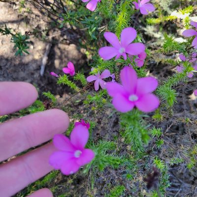 Linanthus californicus, photographed by Dan Horowitz