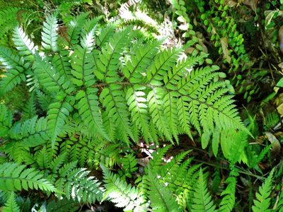 Polystichum neozelandicum, photographed by Leon Perrie