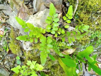 Asplenium lyallii, photographed by Leon Perrie