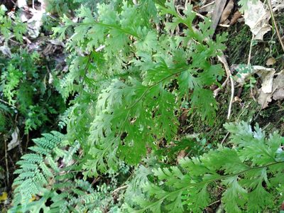 Hymenophyllum dilatatum, photographed by Leon Perrie