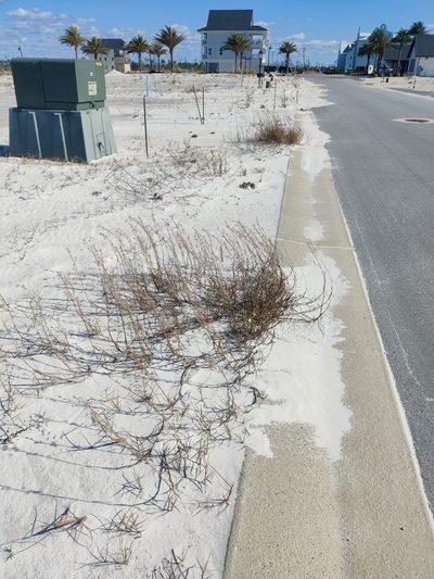 Schizachyrium maritimum, photographed by Scott Allen Davis