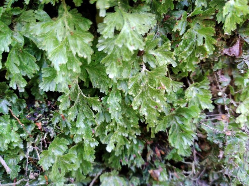 Hymenophyllum rufescens, photographed by Leon Perrie