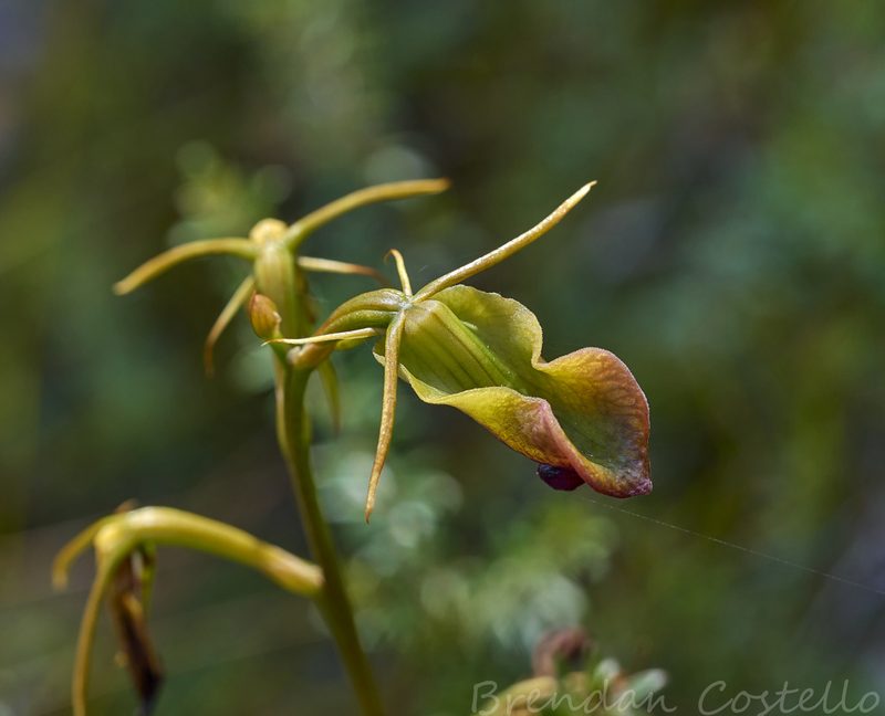 Cryptostylis subulata, photographed by Brendan Costello