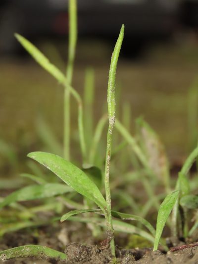 Ophioglossum thermale, photographed by chiuluan