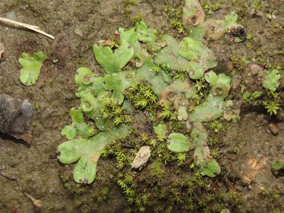 Marchantia emarginata, photographed by chiuluan