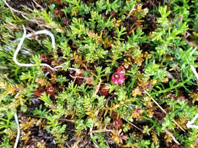 Lepidothamnus laxifolius, photographed by Leon Perrie