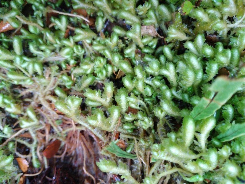 Schistochila pinnatifolia, photographed by Leon Perrie